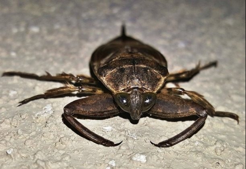 Test yourself: interesting questions about animals with answers