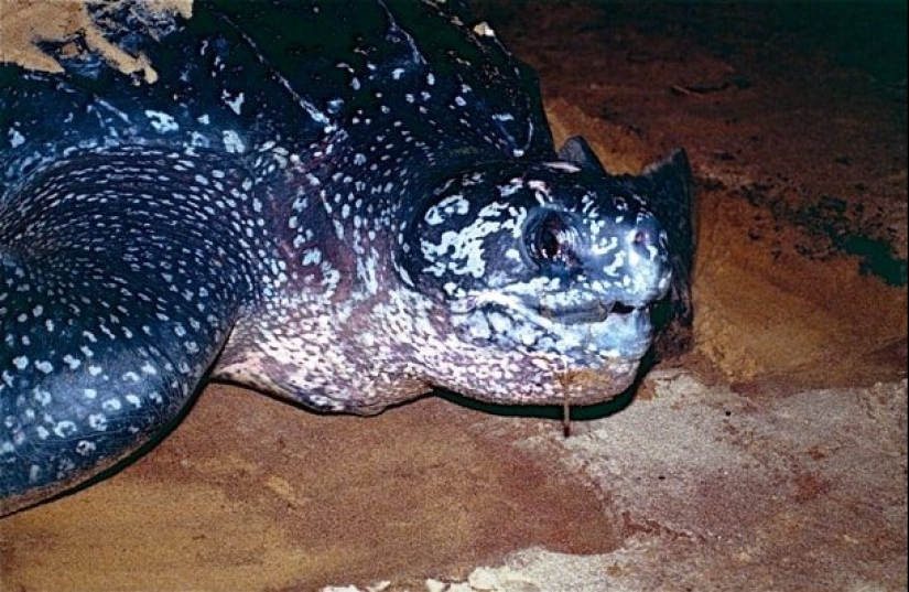 Test yourself: interesting questions about animals with answers