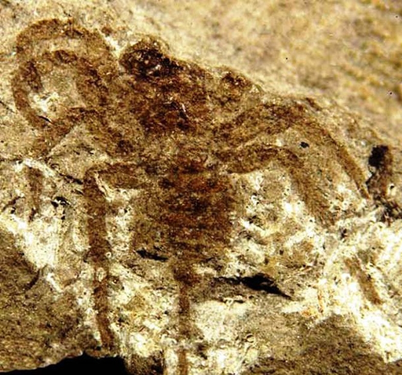 Thank God, they are extinct! 25 awful creatures who once inhabited Earth Thank God, they are extinct! 25 awful creatures who once inhabited Earth