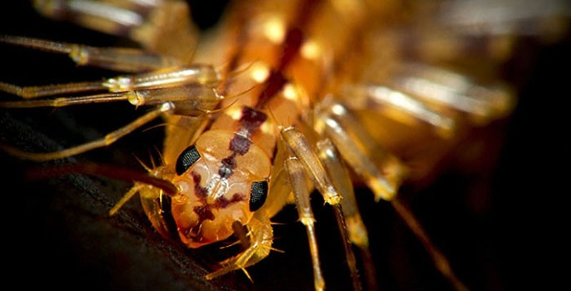 Thank God, they are extinct! 25 awful creatures who once inhabited Earth Thank God, they are extinct! 25 awful creatures who once inhabited Earth