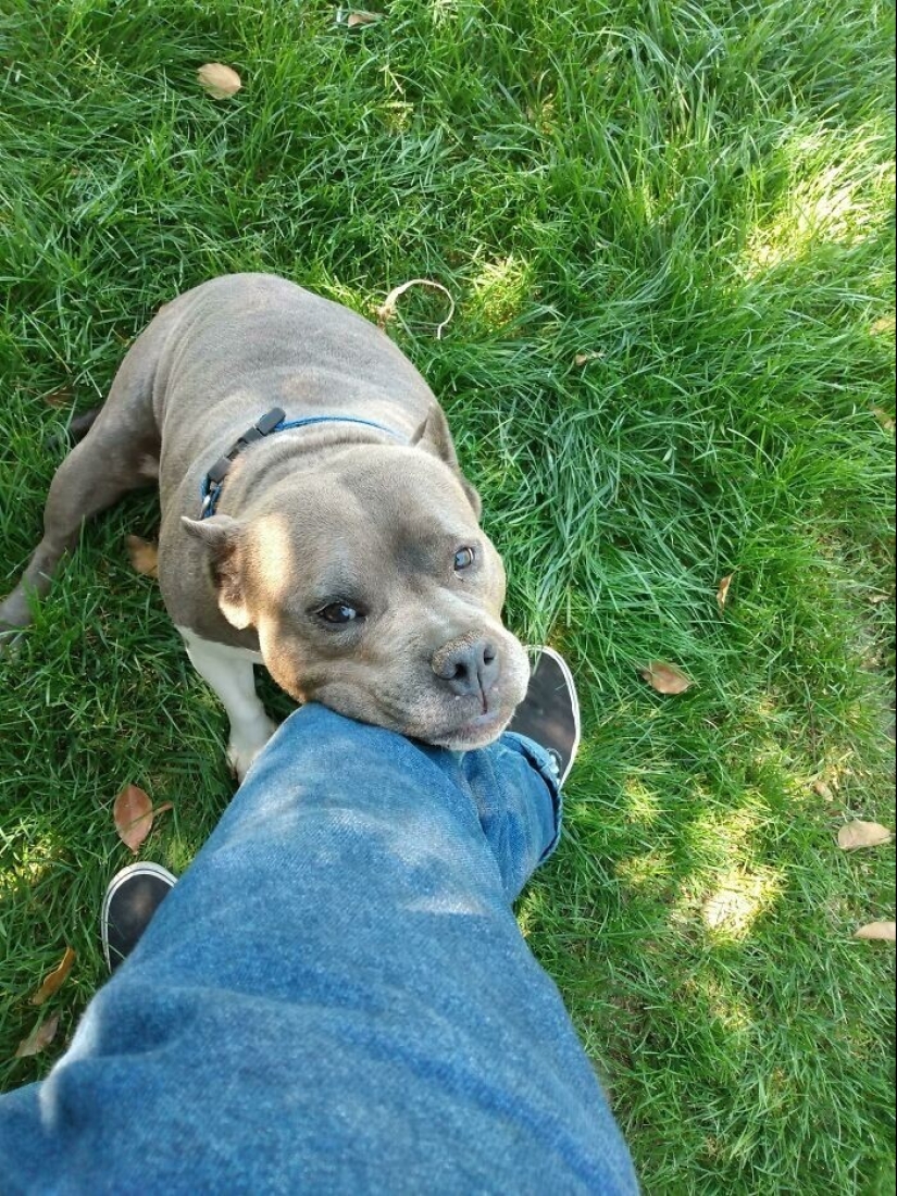 Thank you, people! 30 homeless animals who were given a new life Thank you, people! 30 homeless animals who were given a new life