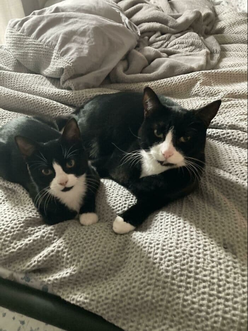 Thank you, people! 30 homeless animals who were given a new life Thank you, people! 30 homeless animals who were given a new life