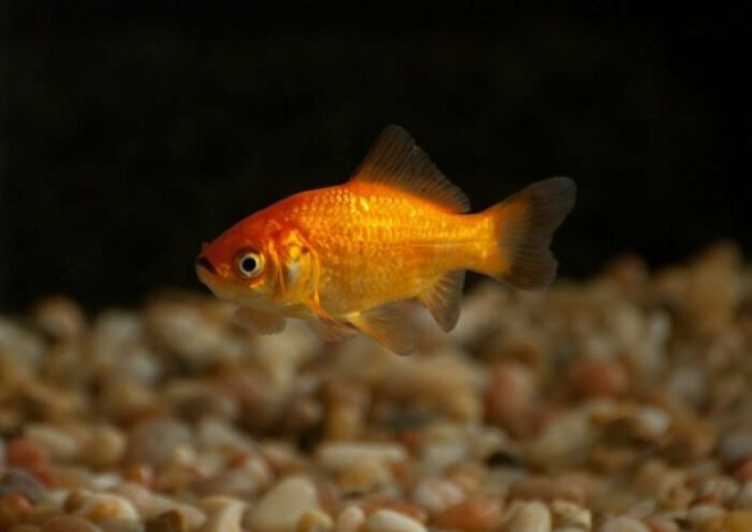 That's not true! 30 common myths that people persist in believing That's not true! 30 common myths that people persist in believing