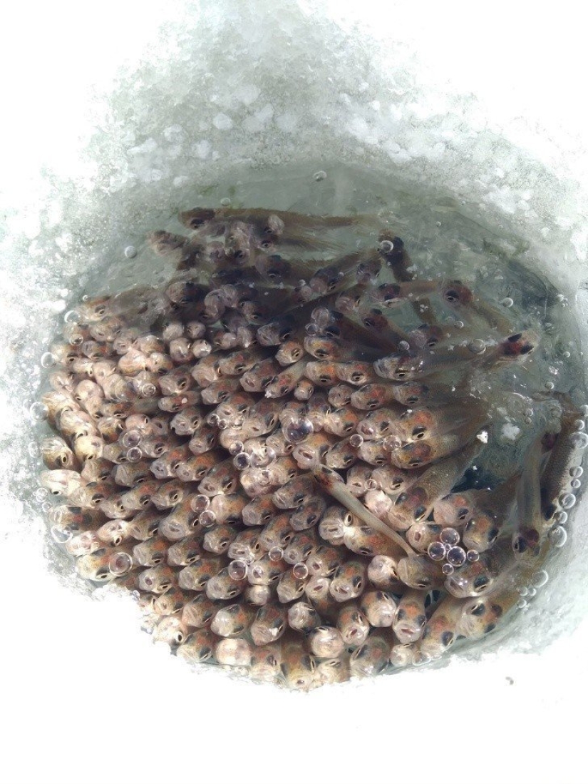 That's what a real winter: 30+ photos that you will be cold