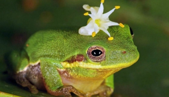 The 10 most powerful aphrodisiacs and their incredible stories