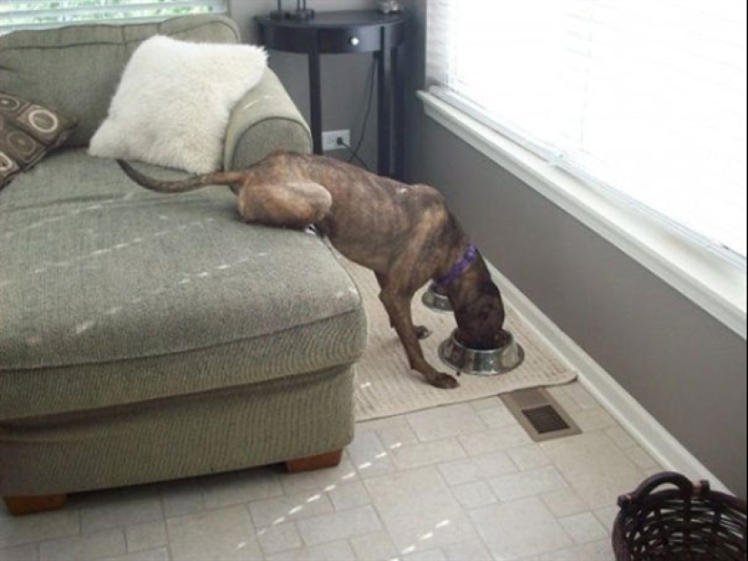 The 22 most impressive examples of chronic laziness The 22 most impressive examples of chronic laziness