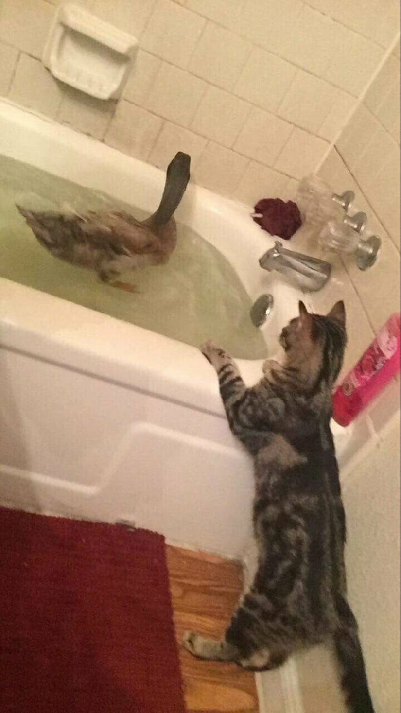 The 22 strangest objects found in the bathroom