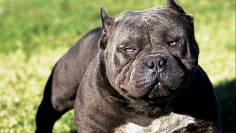 The 25 most dangerous dog breeds