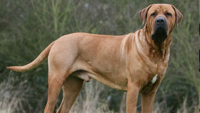 The 25 most dangerous dog breeds