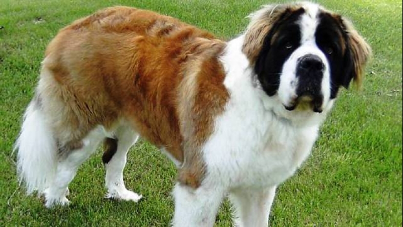 The 25 most dangerous dog breeds