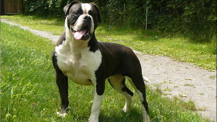 The 25 most dangerous dog breeds