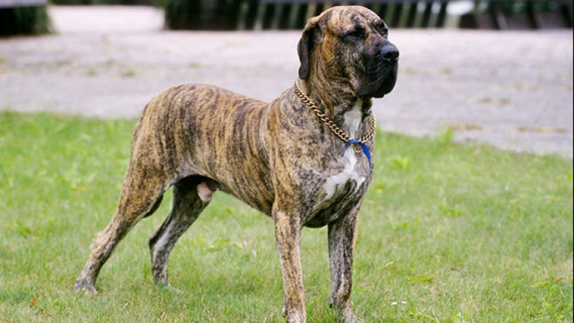 The 25 most dangerous dog breeds