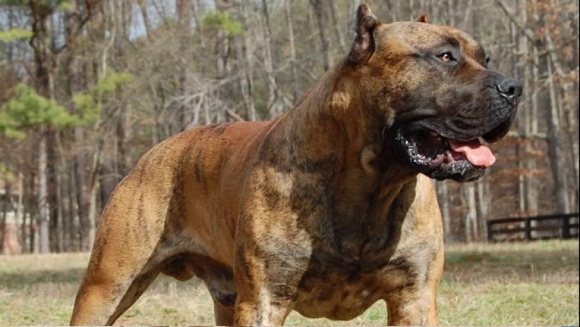 The 25 most dangerous dog breeds