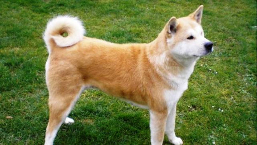 The 25 most dangerous dog breeds