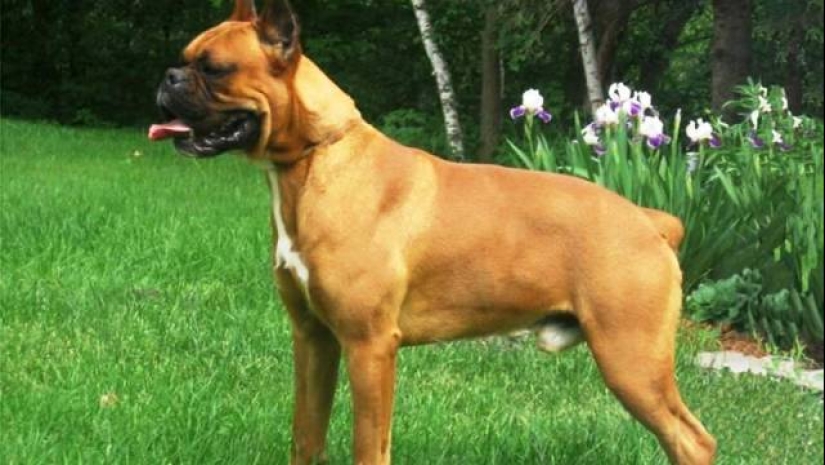 The 25 most dangerous dog breeds