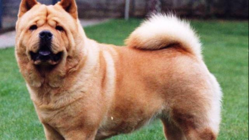 The 25 most dangerous dog breeds