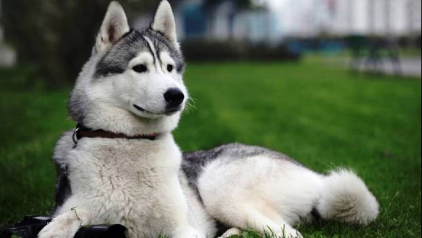 The 25 most dangerous dog breeds