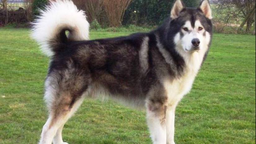 The 25 most dangerous dog breeds