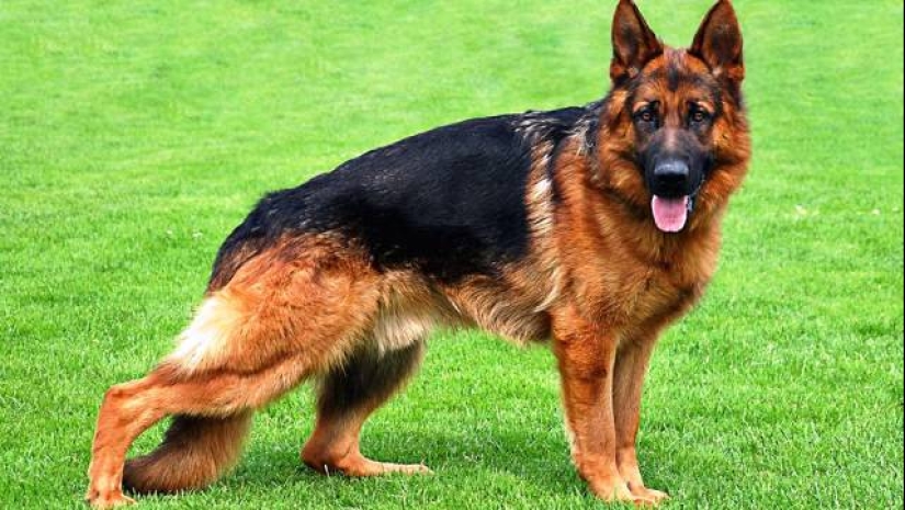The 25 most dangerous dog breeds