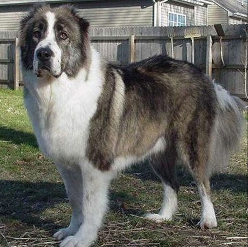 The 25 most dangerous dog breeds