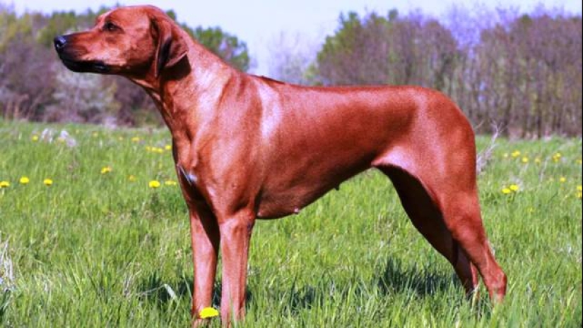 The 25 most dangerous dog breeds