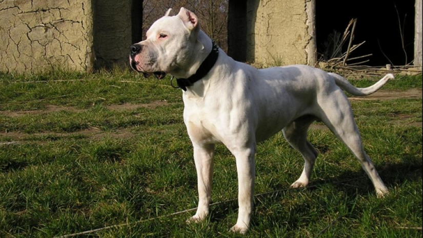 The 25 most dangerous dog breeds