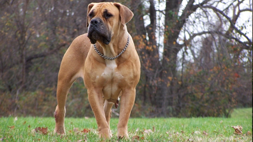 The 25 most dangerous dog breeds