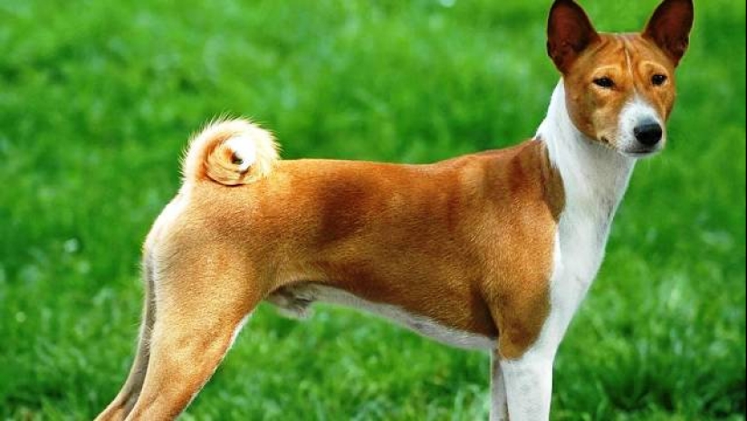 The 25 most dangerous dog breeds