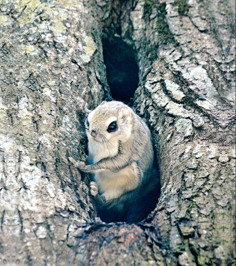 The 7 cutest animals from Hokkaido