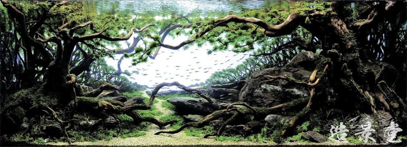 The art of aquariums — amazing underwater landscapes The art of aquariums — amazing underwater landscapes