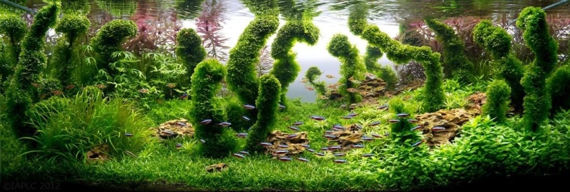 The art of aquariums — amazing underwater landscapes The art of aquariums — amazing underwater landscapes