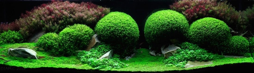 The art of aquariums — amazing underwater landscapes The art of aquariums — amazing underwater landscapes