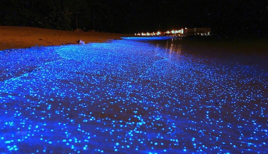 The beauty of the glowing beaches, like the starry sky The beauty of the glowing beaches, like the starry sky