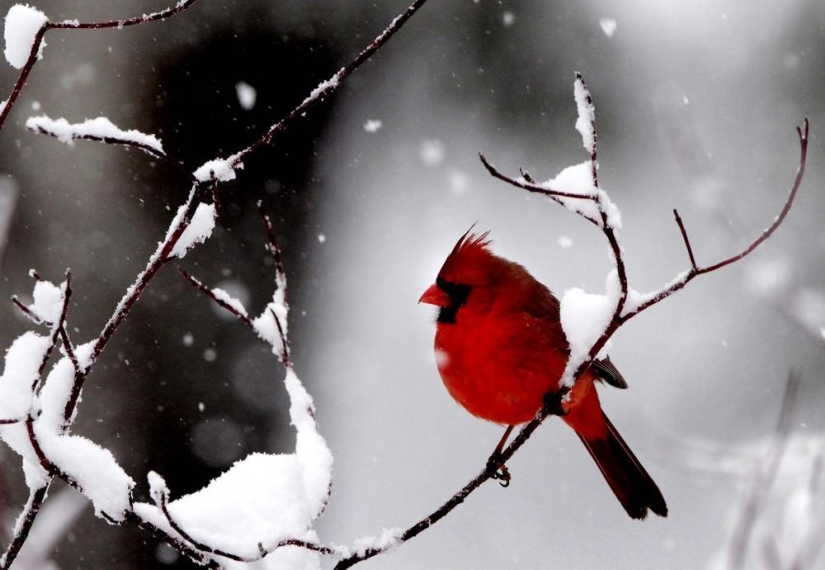 The beauty of winter The beauty of winter