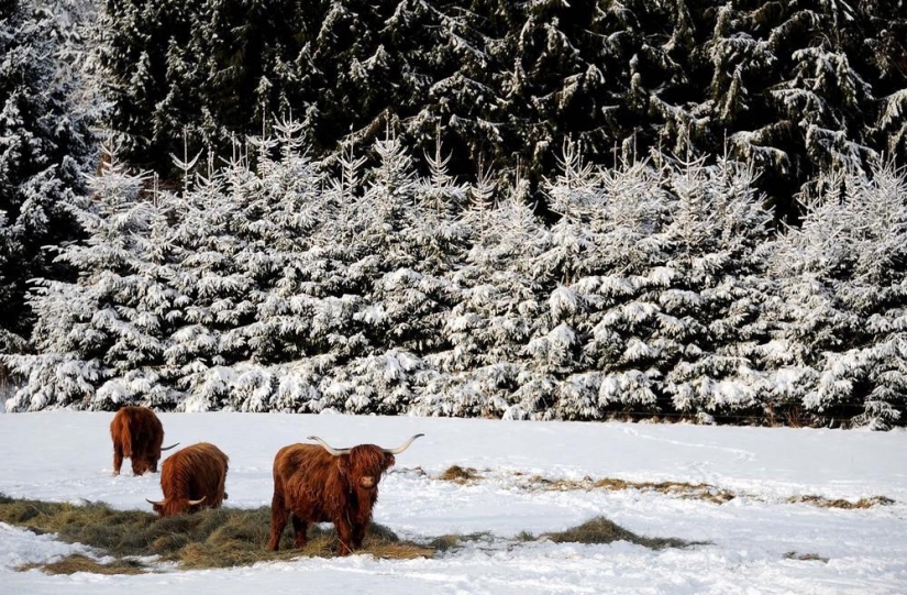 The beauty of winter The beauty of winter