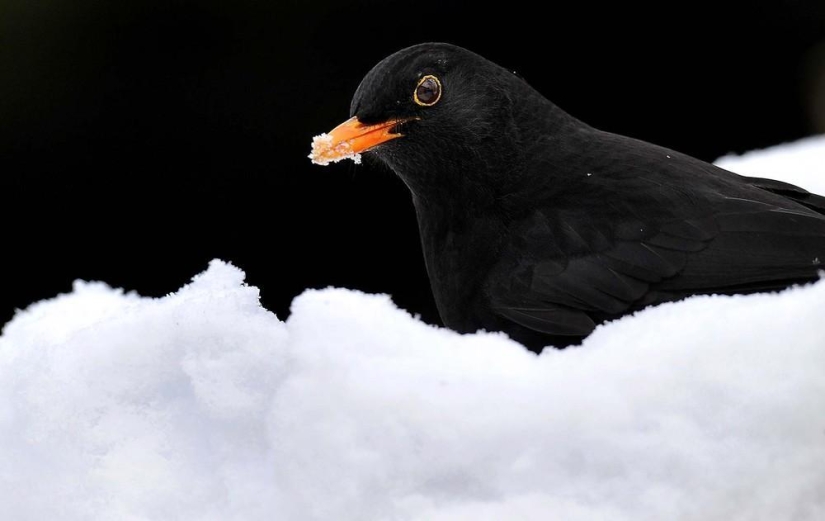 The beauty of winter The beauty of winter