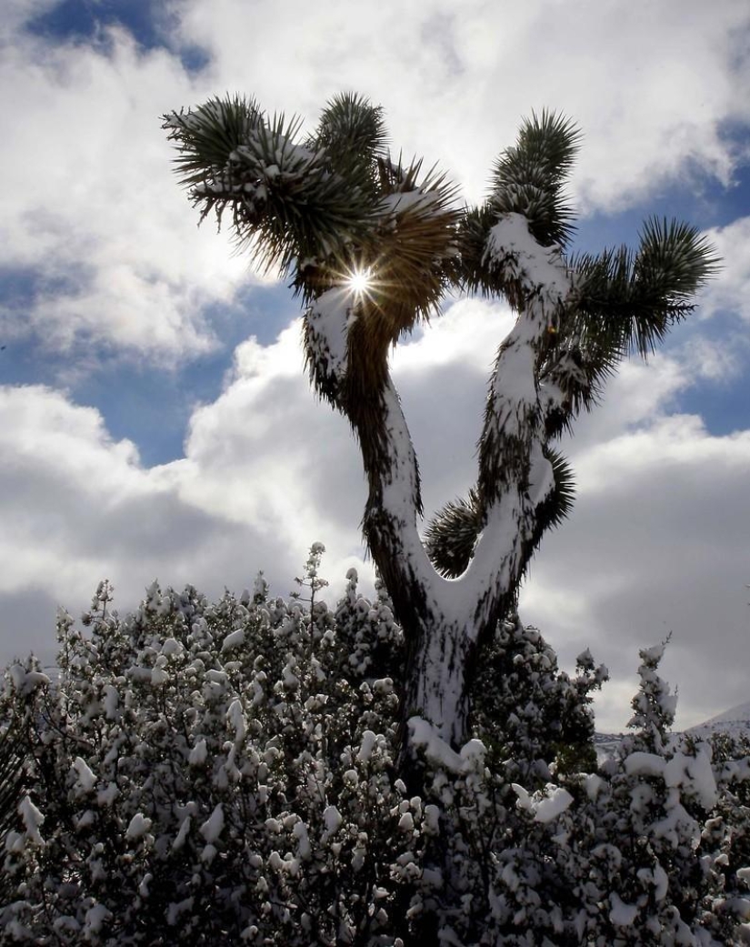 The beauty of winter The beauty of winter