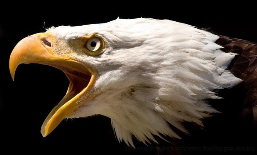 The Blurred Reality of Drew Blair-Master of photorealism in airbrushing The Blurred Reality of Drew Blair-Master of photorealism in airbrushing