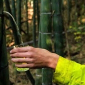 The Chinese have learned how to produce medicinal alcohol inside a live bamboo