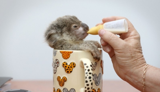 The cutest baby animals