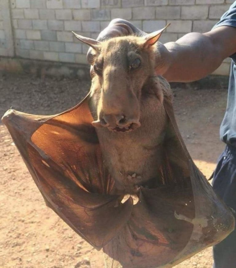 The hammerhead fruit bat is a strange bat with a dog's face. The hammerhead fruit bat is a strange bat with a dog's face.