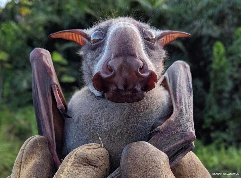 The hammerhead fruit bat is a strange bat with a dog's face. The hammerhead fruit bat is a strange bat with a dog's face.