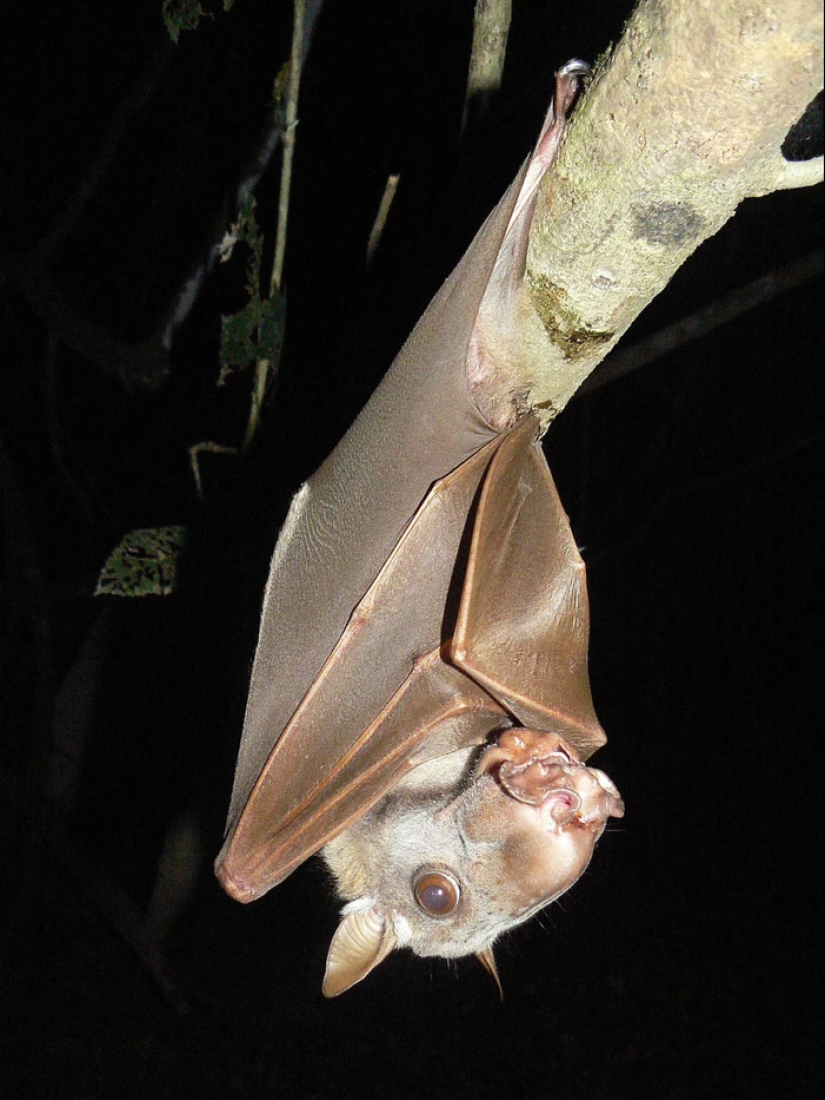 The hammerhead fruit bat is a strange bat with a dog's face. The hammerhead fruit bat is a strange bat with a dog's face.