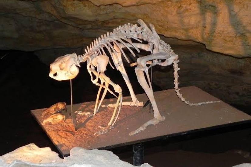 The hoofed kangaroo procoptodon is an extinct giant of Australia The hoofed kangaroo procoptodon is an extinct giant of Australia