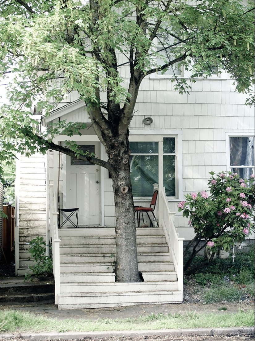 The house, the architects refused to cut down trees