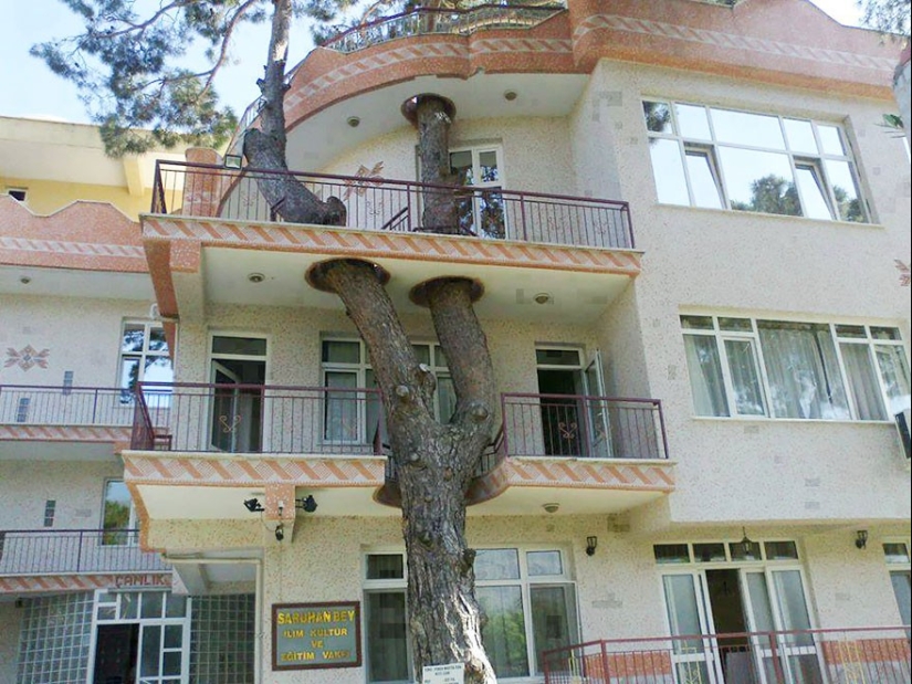 The house, the architects refused to cut down trees