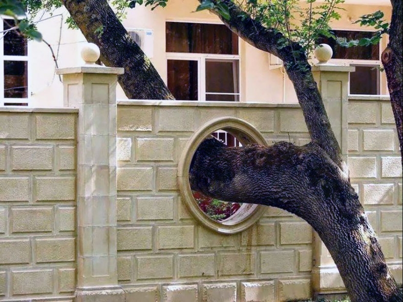 The house, the architects refused to cut down trees