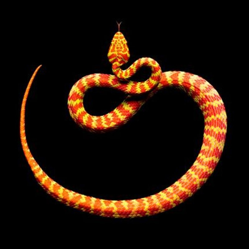 The incredible beauty of venomous snakes in Mark Light's photo project The incredible beauty of venomous snakes in Mark Light's photo project