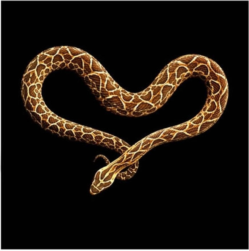 The incredible beauty of venomous snakes in Mark Light's photo project The incredible beauty of venomous snakes in Mark Light's photo project