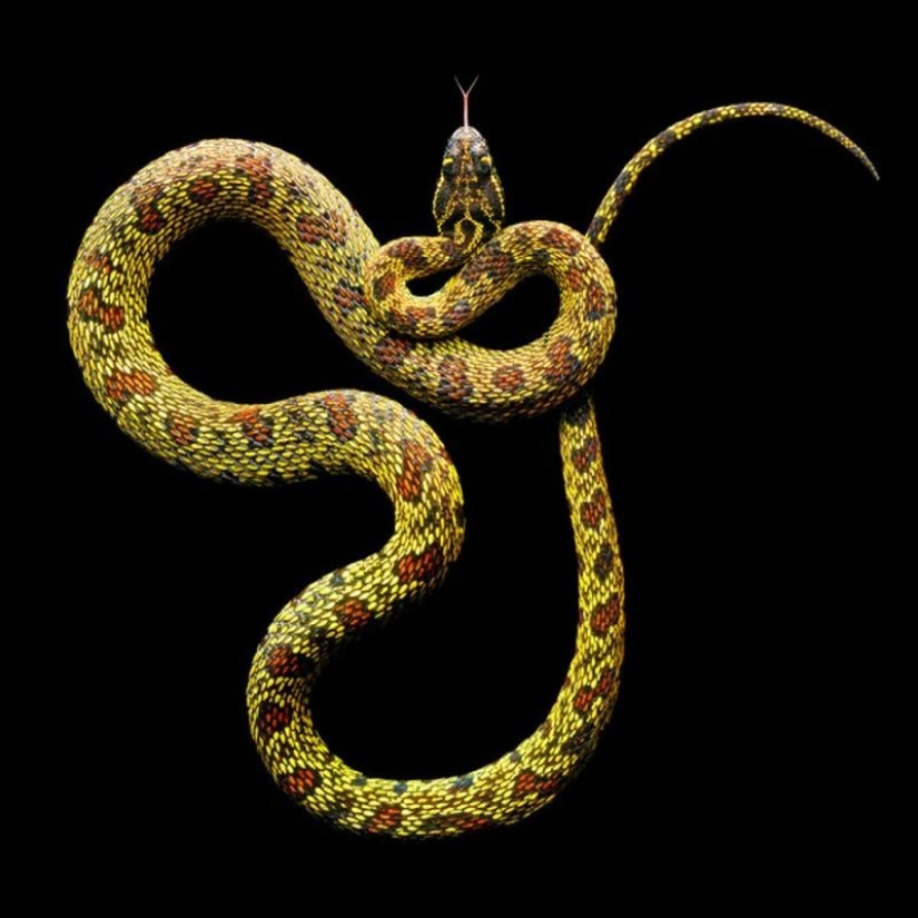 The incredible beauty of venomous snakes in Mark Light's photo project The incredible beauty of venomous snakes in Mark Light's photo project